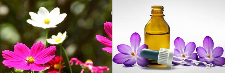 Remedios de Bach Remedios de Bach